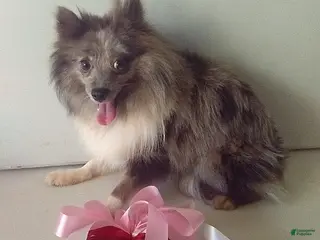 Pomeranian dogs Francie - Ad 30