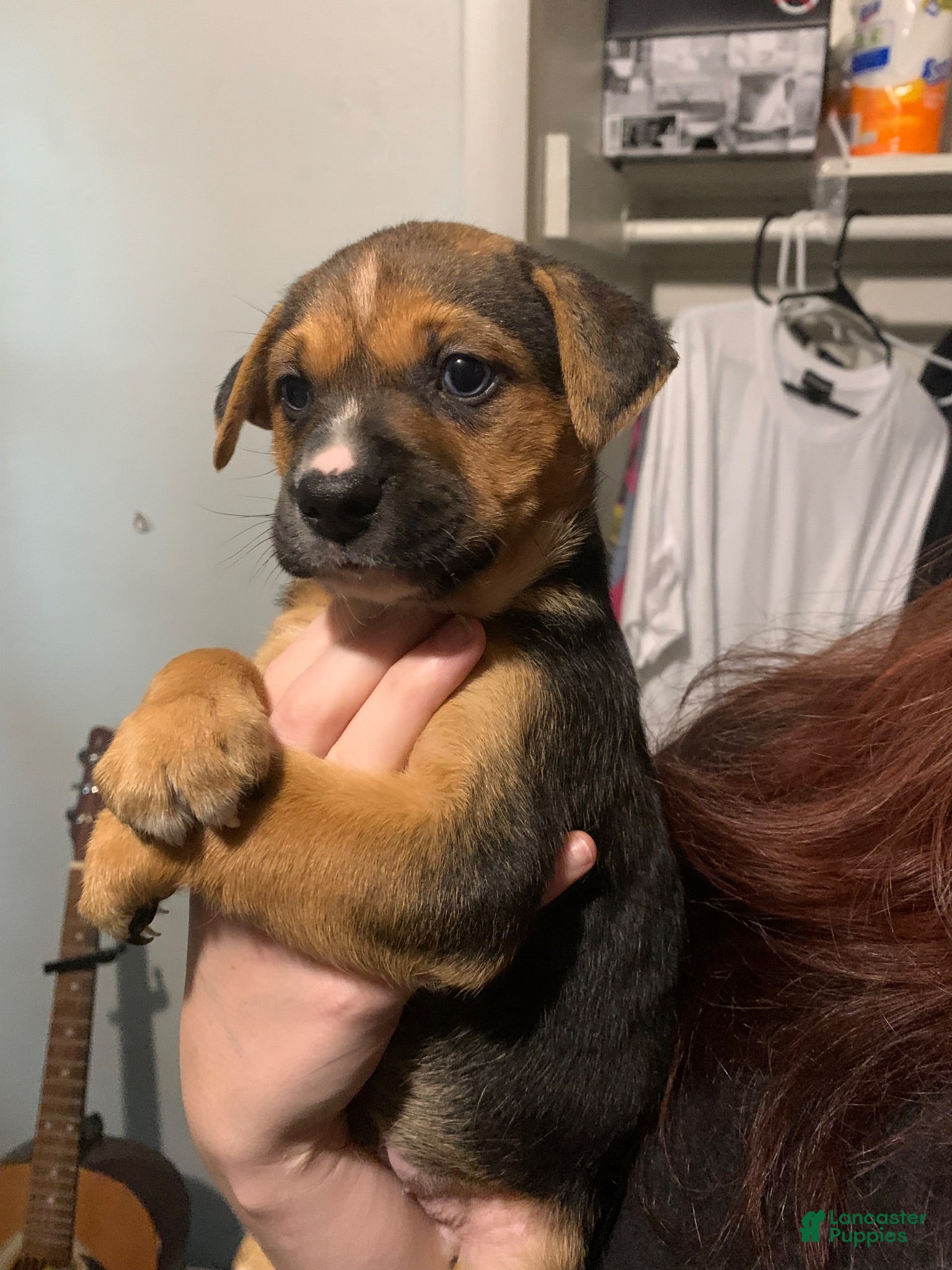 Mixed Breed dogs Rebel - Ad 31