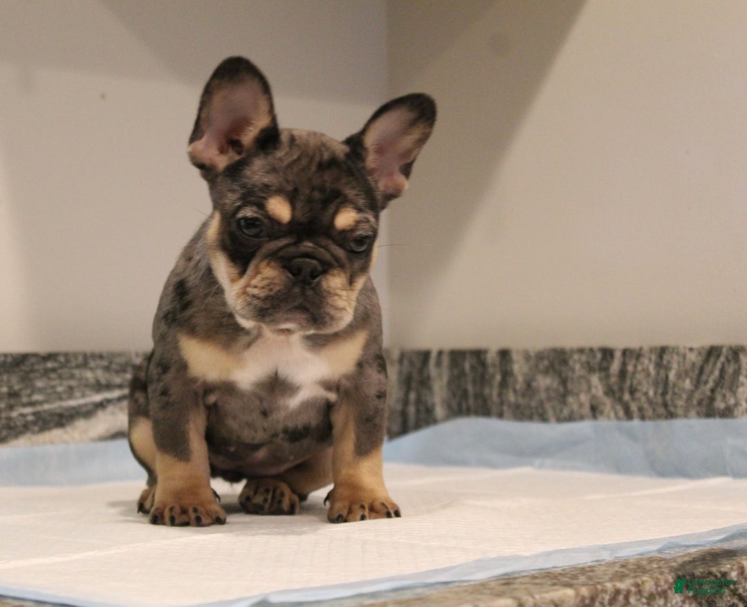 French Bulldog dogs for sale: Noel  - Ad 2