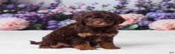 Mini Goldendoodle dogs for sale: Carla - Ad 4