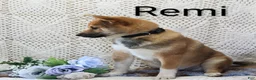 Shiba Inu dogs for sale: Remi - Ad 1