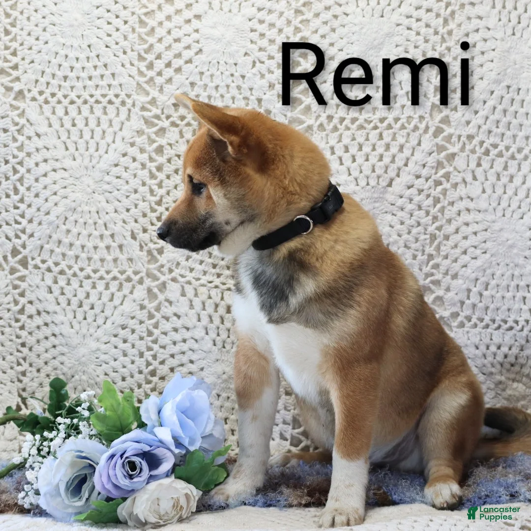 Shiba Inu dogs for sale: Remi - Ad 1