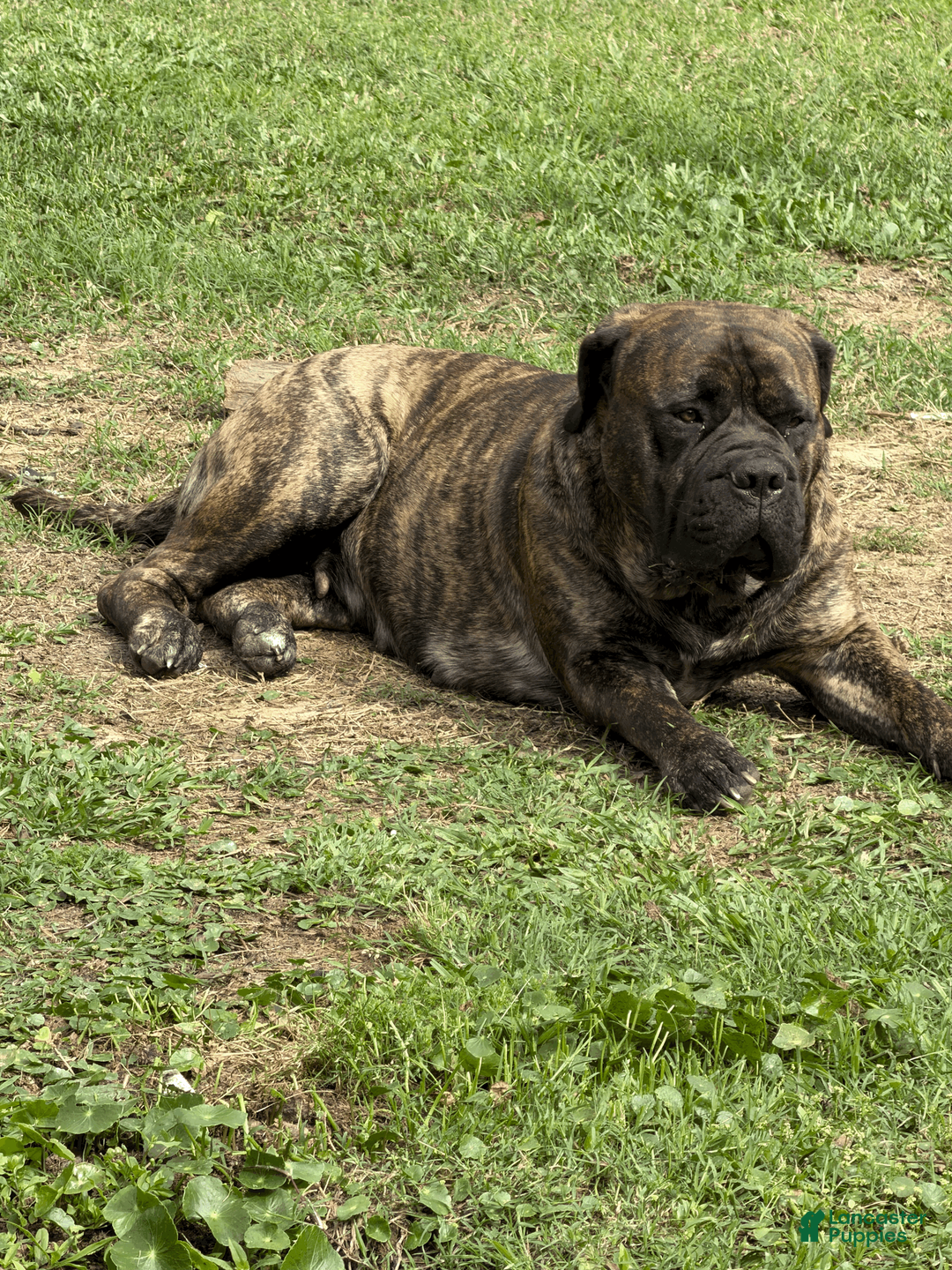 Gallery Image {{count}}