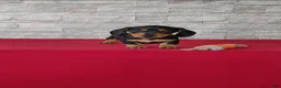 Miniature Dachshund dogs for sale: Brady - Ad 6