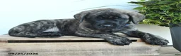 English Mastiff dogs for sale: Frances - Ad 3