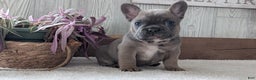 French Bulldog dogs for sale: Namor - Ad 3