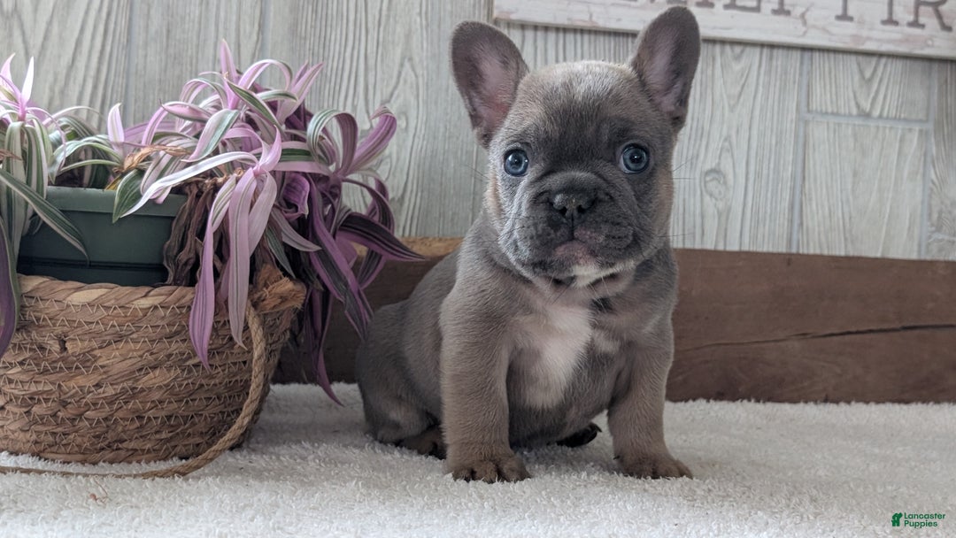 French Bulldog dogs for sale: Namor - Ad 3