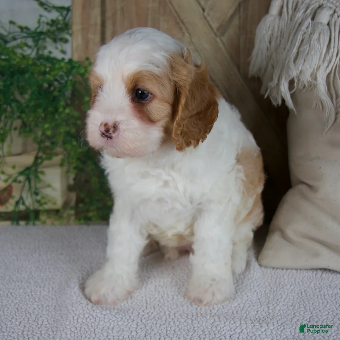 Cavapoo dogs for sale: Lily - Ad 2