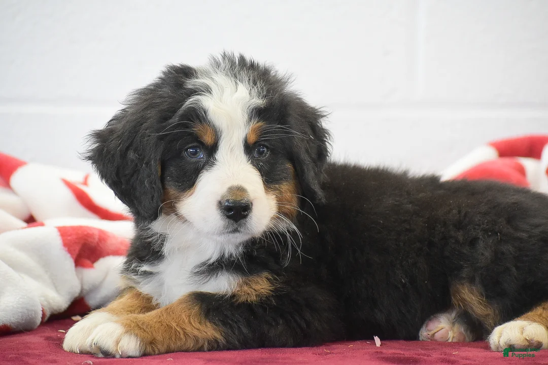 Bernese Mountain Dog dogs for sale: Lavender - Ad 3