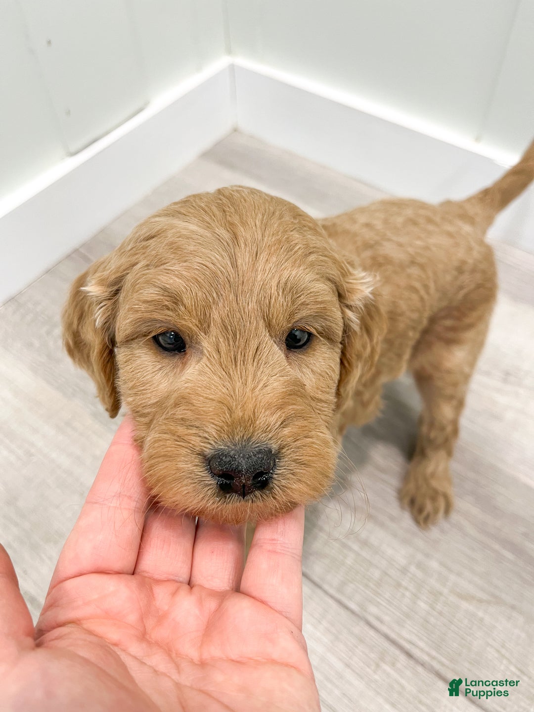 Mini Goldendoodle dogs for sale: Marshall - Ad 6