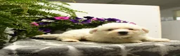 Bichon Frise dogs for sale: Crandle - Ad 4