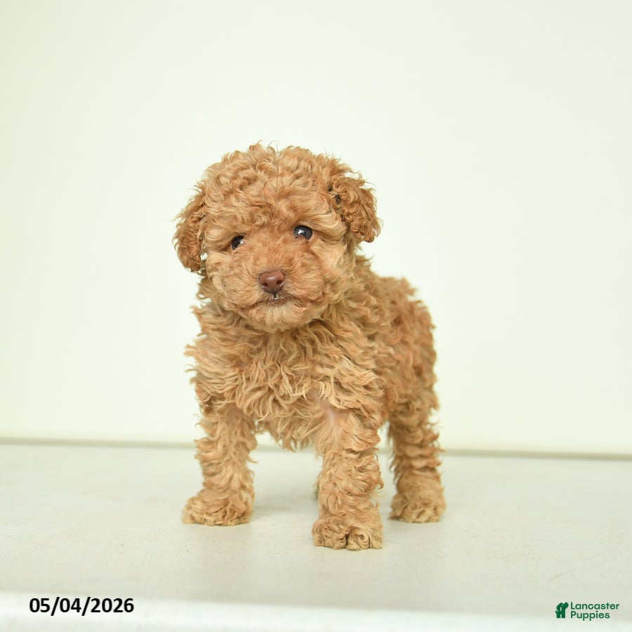 Miniature Poodle dogs Penny - Ad 2