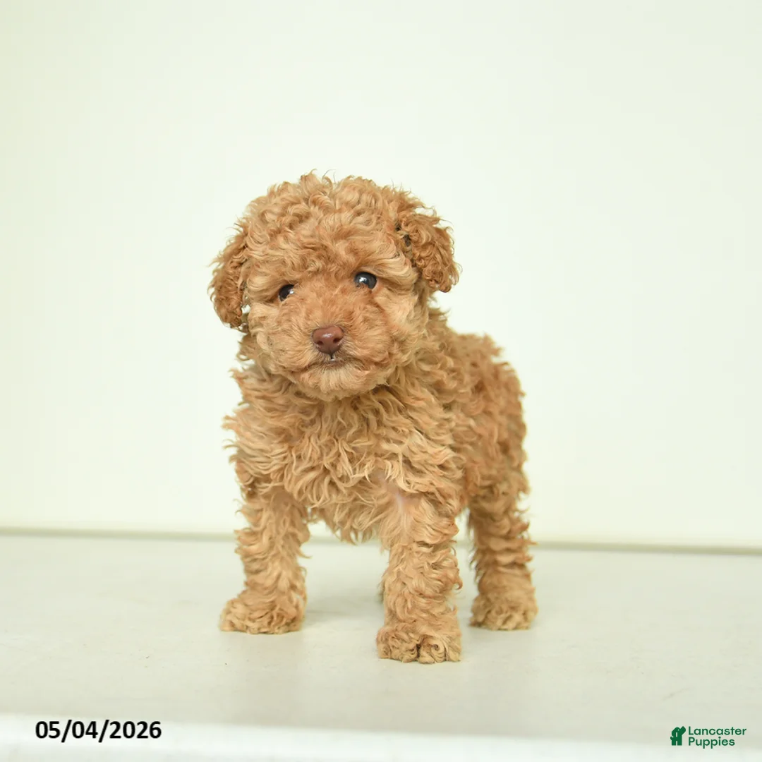 Miniature Poodle dogs for sale: Penny - Ad 2