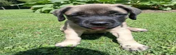 English Mastiff dogs for sale: Hank - Ad 3