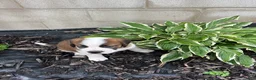 Saint Bernard dogs for sale: Saint Bernard 5 - Ad 3