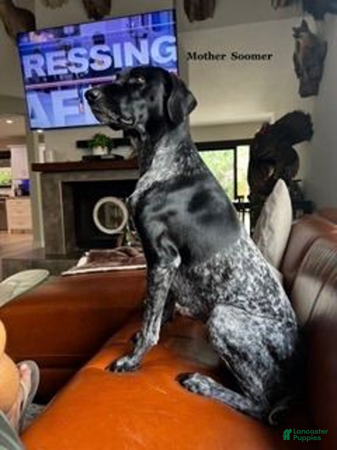 Gallery Image {{count}}