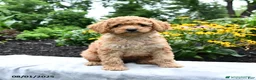 Cockapoo dogs for sale: Faith - Ad 19