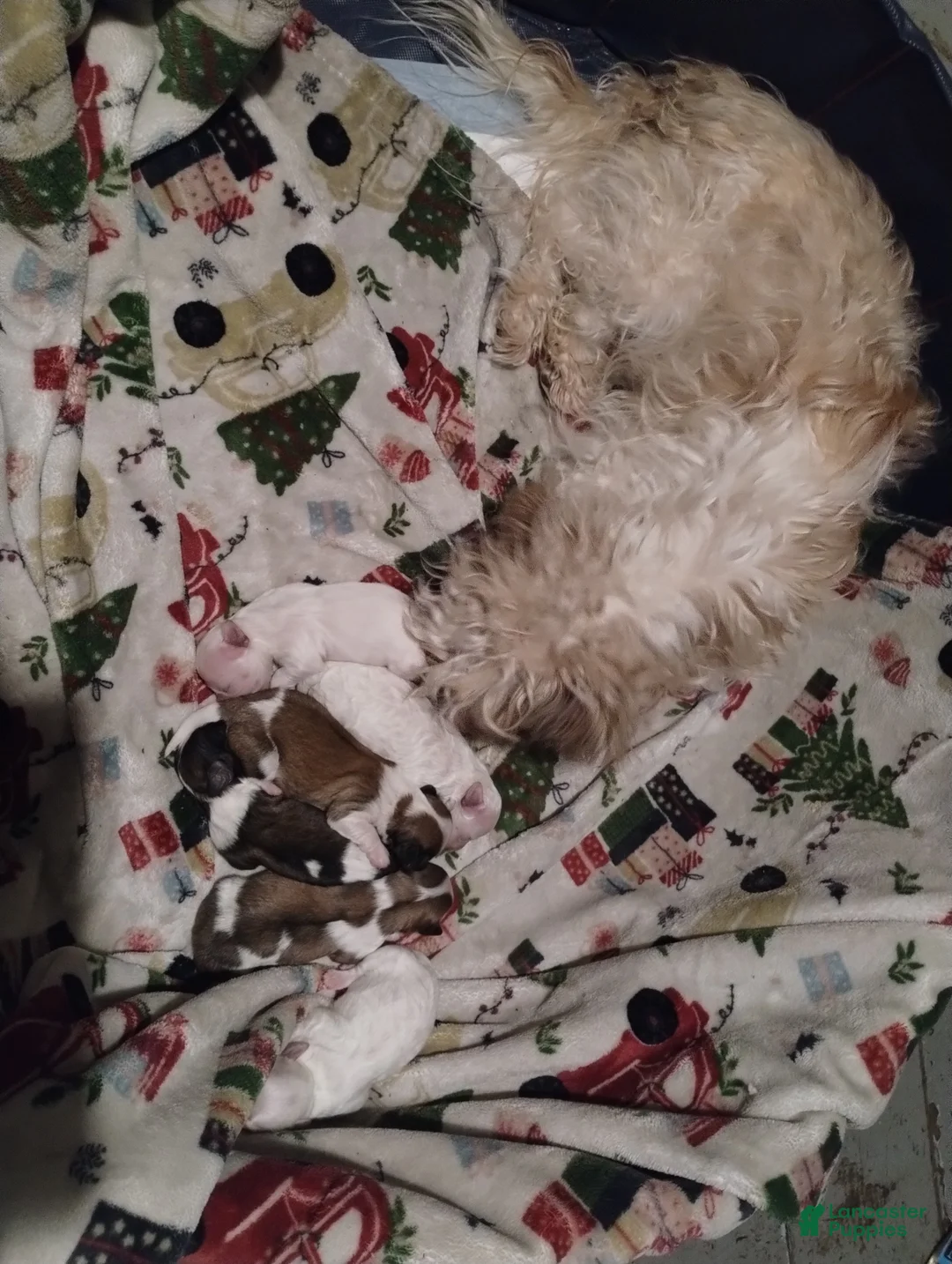 Teddy Bear dogs for sale: Teddy Bear Puppy 3 - Ad 2