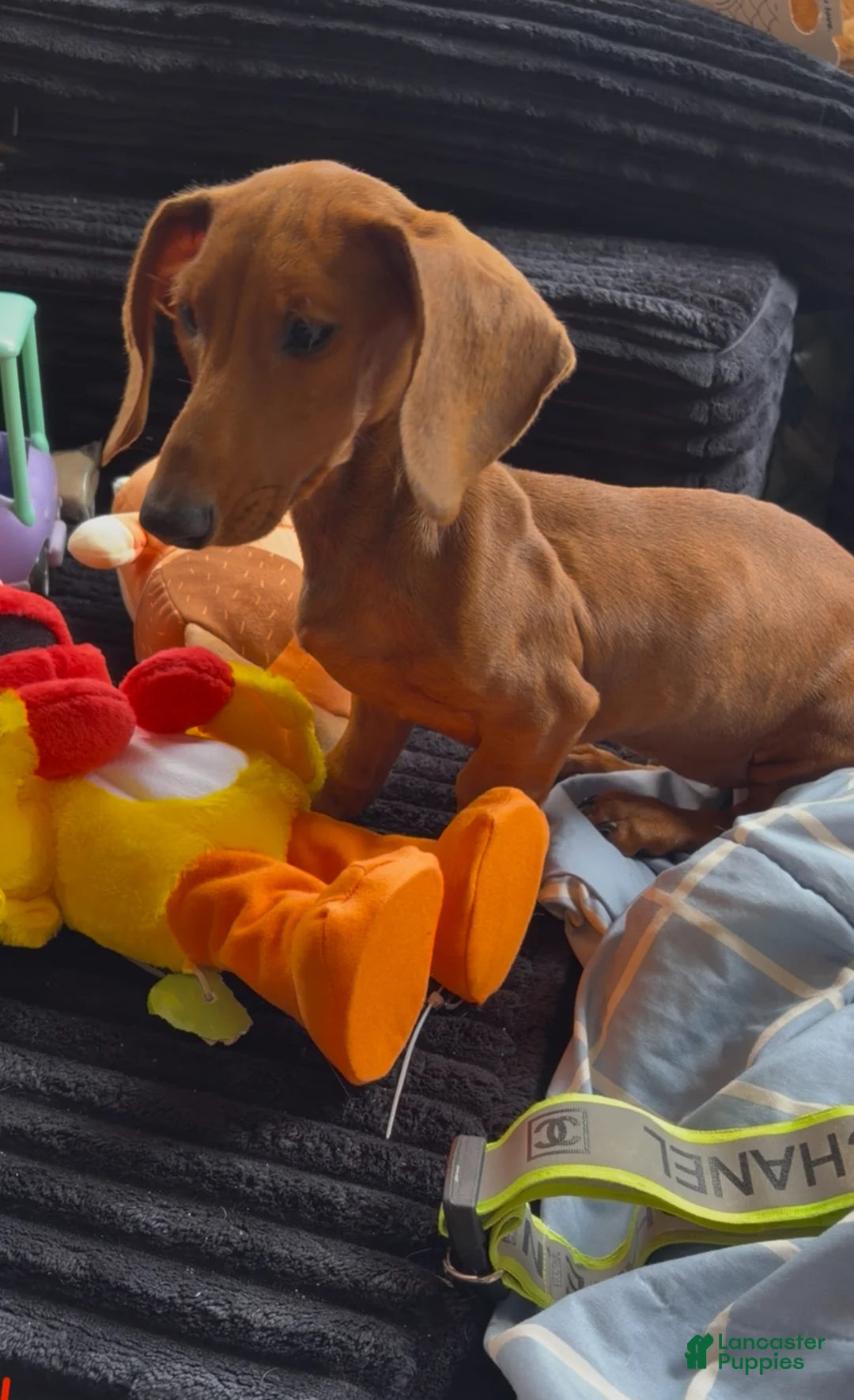 Dachshund dogs for sale: Dachshund Puppy 1 - Ad 1