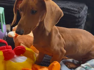 Dachshund dogs Dachshund Puppy 1 - Ad 39