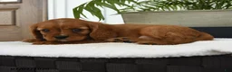 Cavalier King Charles Spaniel dogs for sale: Hector - Ad 5