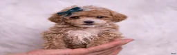 Maltipoo dogs for sale: Kayden - Ad 2