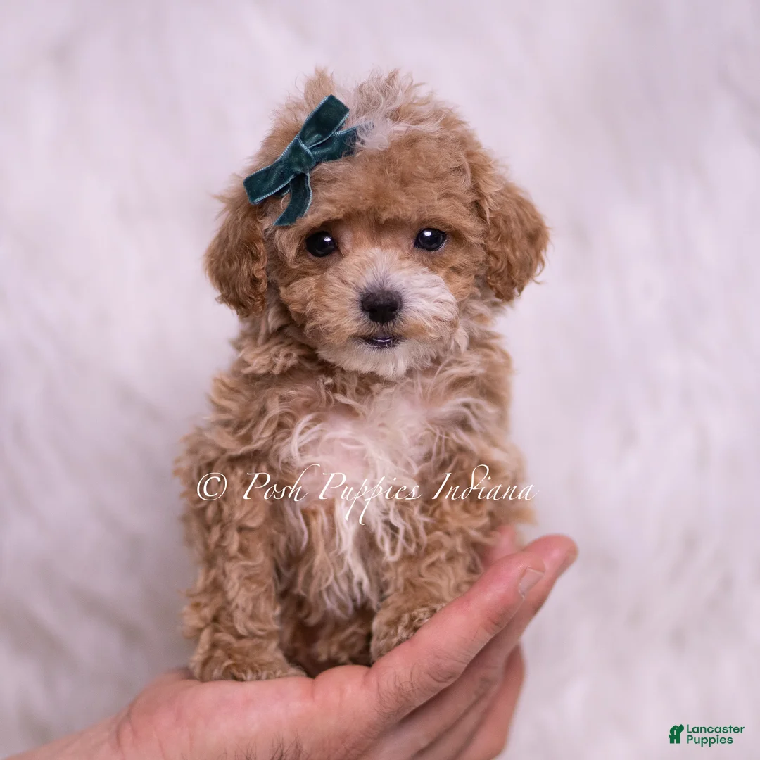 Maltipoo dogs for sale: Kayden - Ad 2