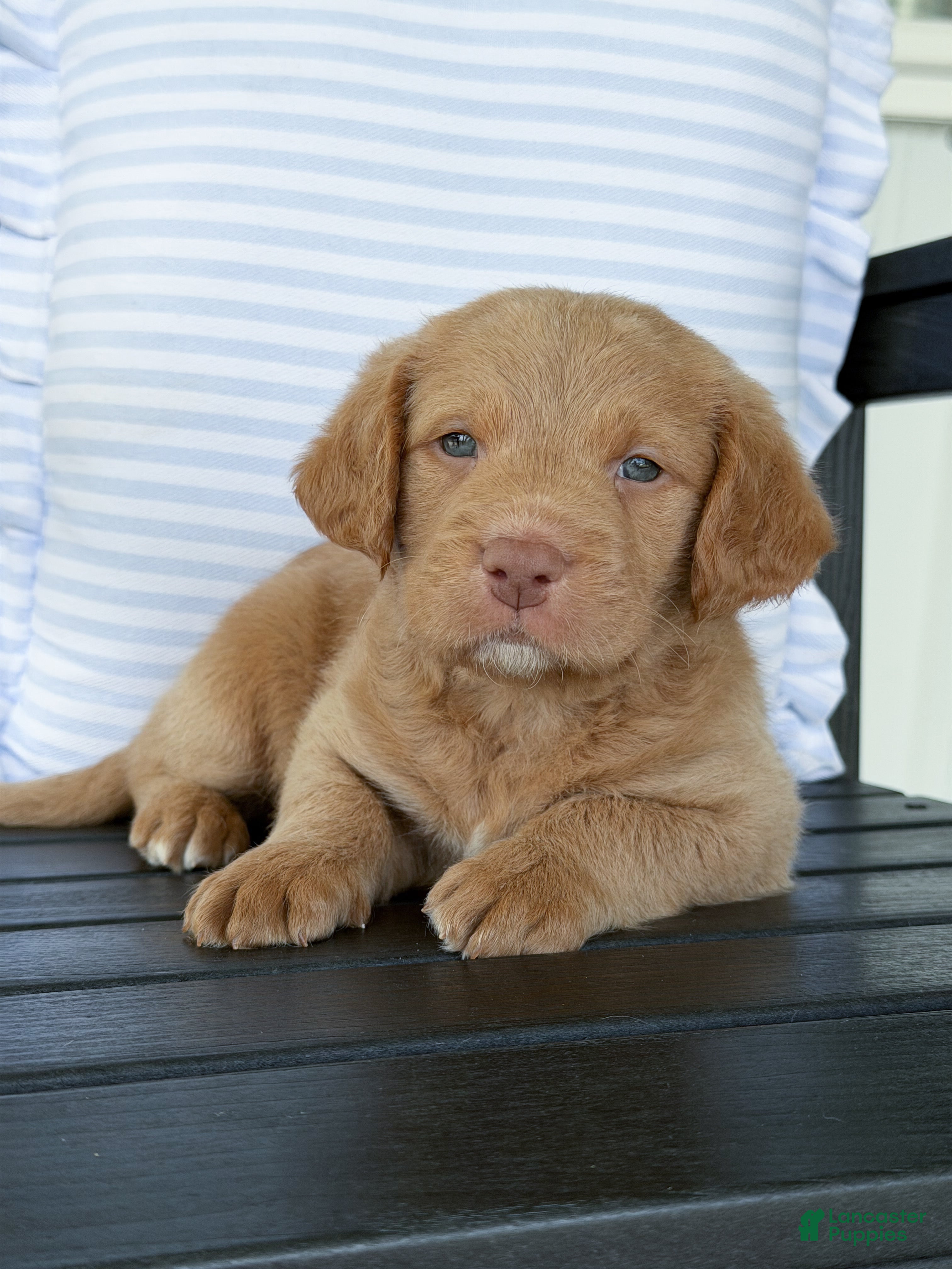 Labradoodle dogs Ollie - Ad 1