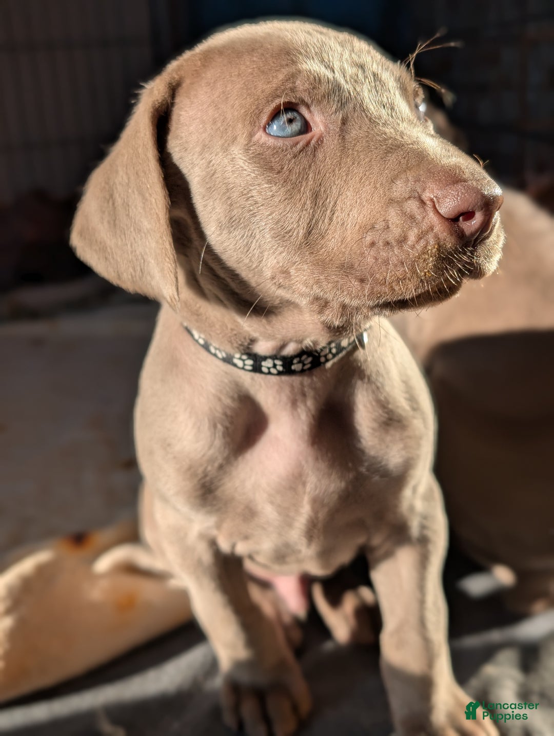 Weimaraner dogs for sale: Beetle - Ad 2