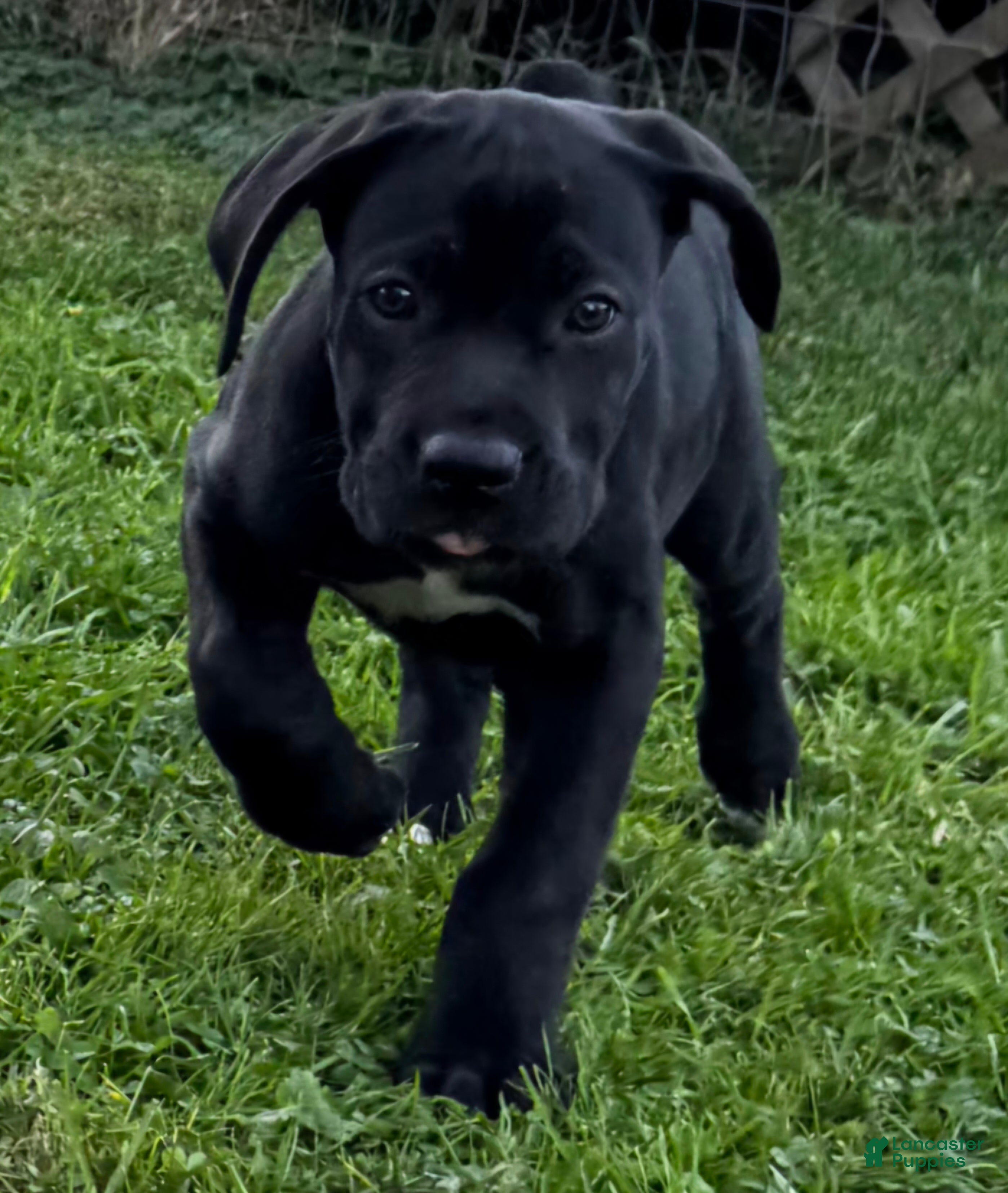 Cane Corso dogs Cane Corso Purple Collar - Ad 7