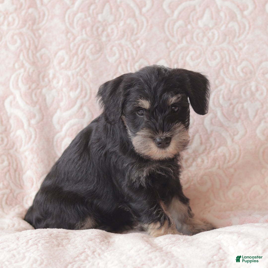 Miniature Schnauzer dogs for sale: Holly - Ad 2