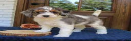 Mini Bernedoodle dogs for sale: Penny  - Ad 3
