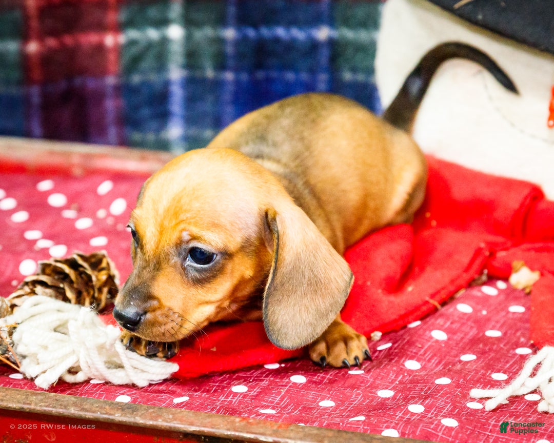 Miniature Dachshund dogs for sale: Tucker - Ad 7