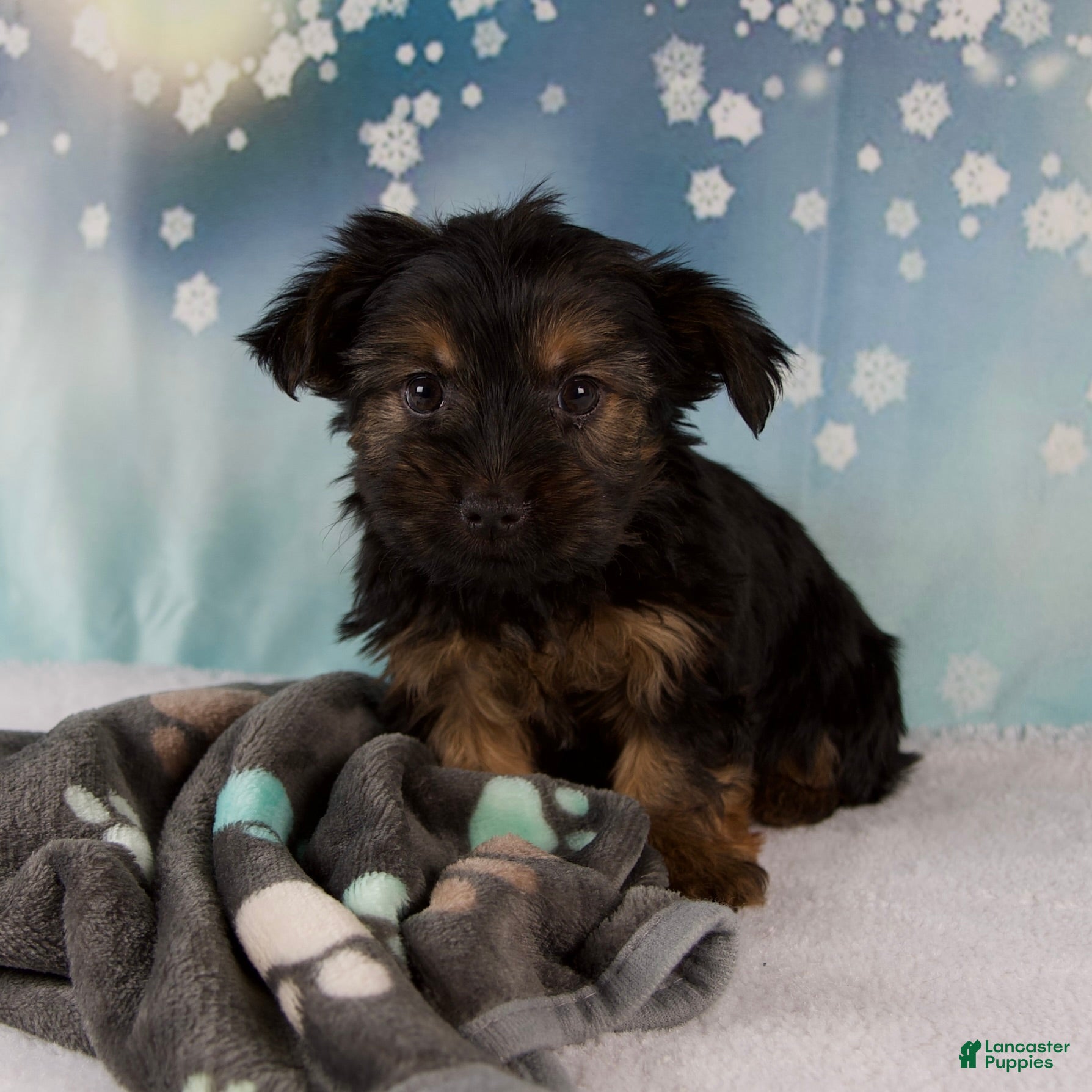 Yorkshire Terrier dogs Luna - Ad 2
