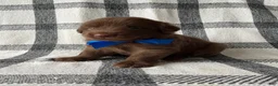 Mixed Breed dogs for sale: Teddy - Ad 3