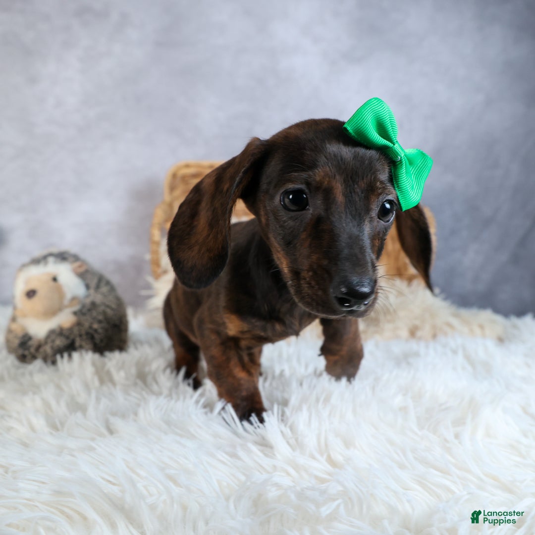 Miniature Dachshund dogs for sale: Fletcher - Ad 11