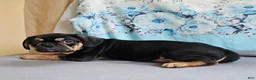Mixed Breed dogs for sale: Modge - Ad 6