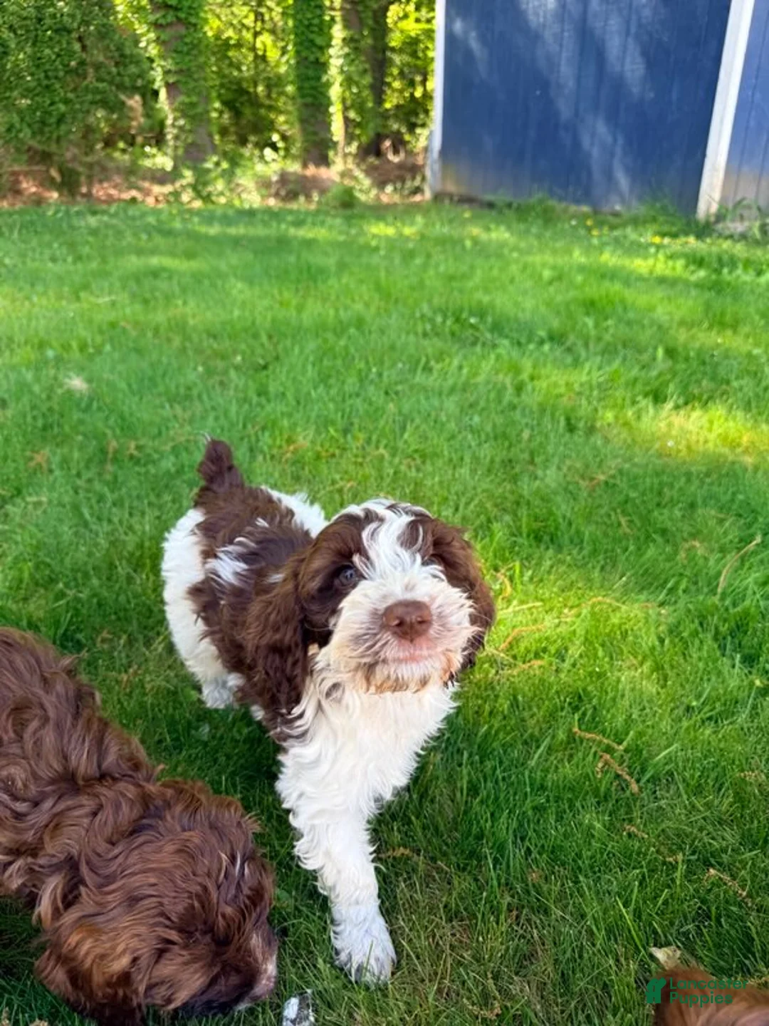 Mixed Breed dogs for sale: Luka Male - Ad 2