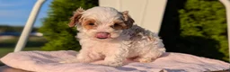 Cavapoo dogs for sale: Stella - Ad 5