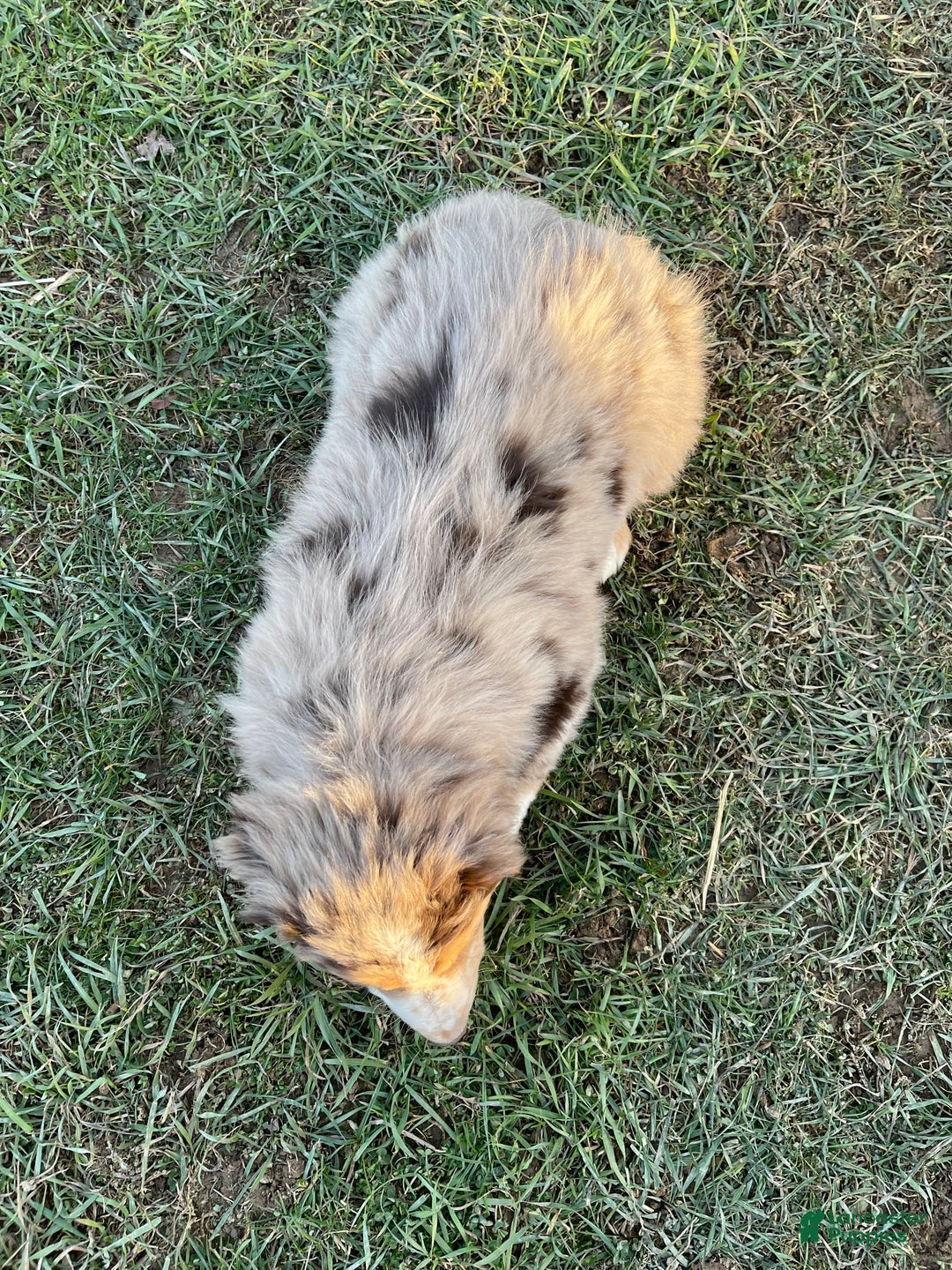 Australian Shepherd dogs for sale: Percy - Ad 16
