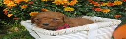 Mini Goldendoodle dogs for sale: Pumpkin - Ad 3