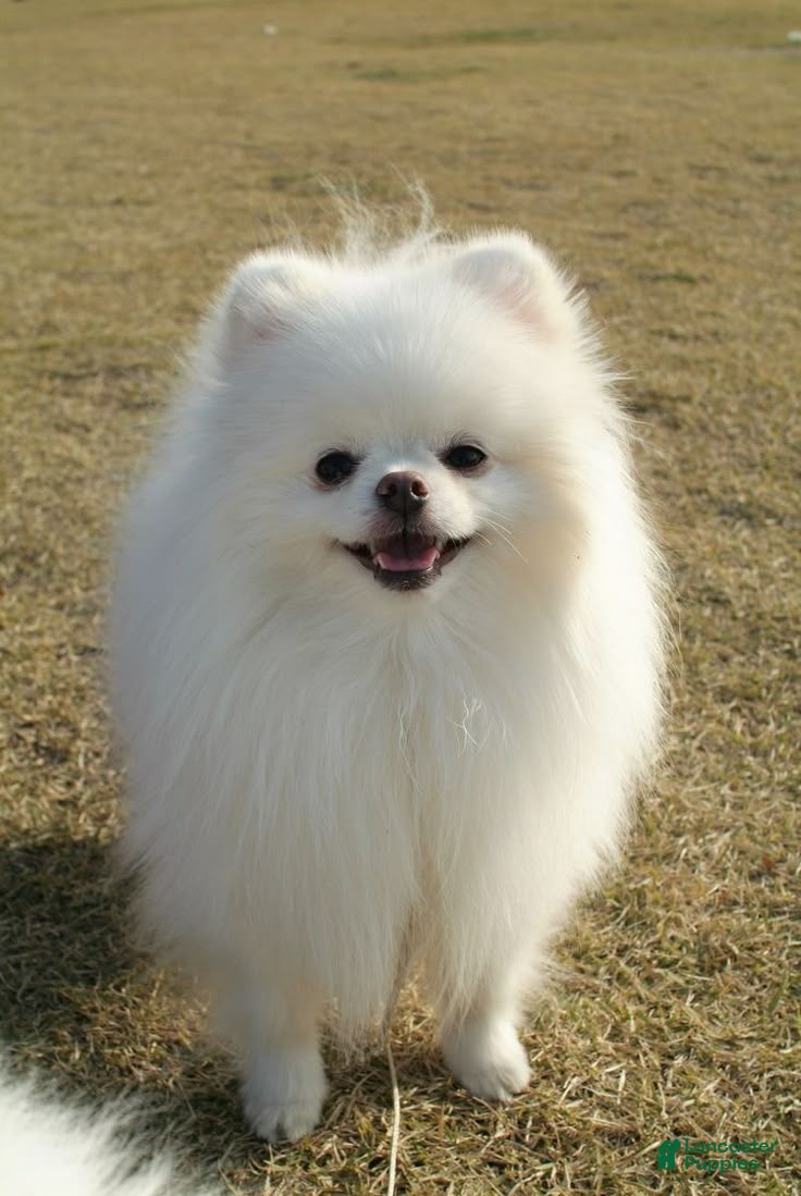 Pomeranian dogs Memin - Ad 1