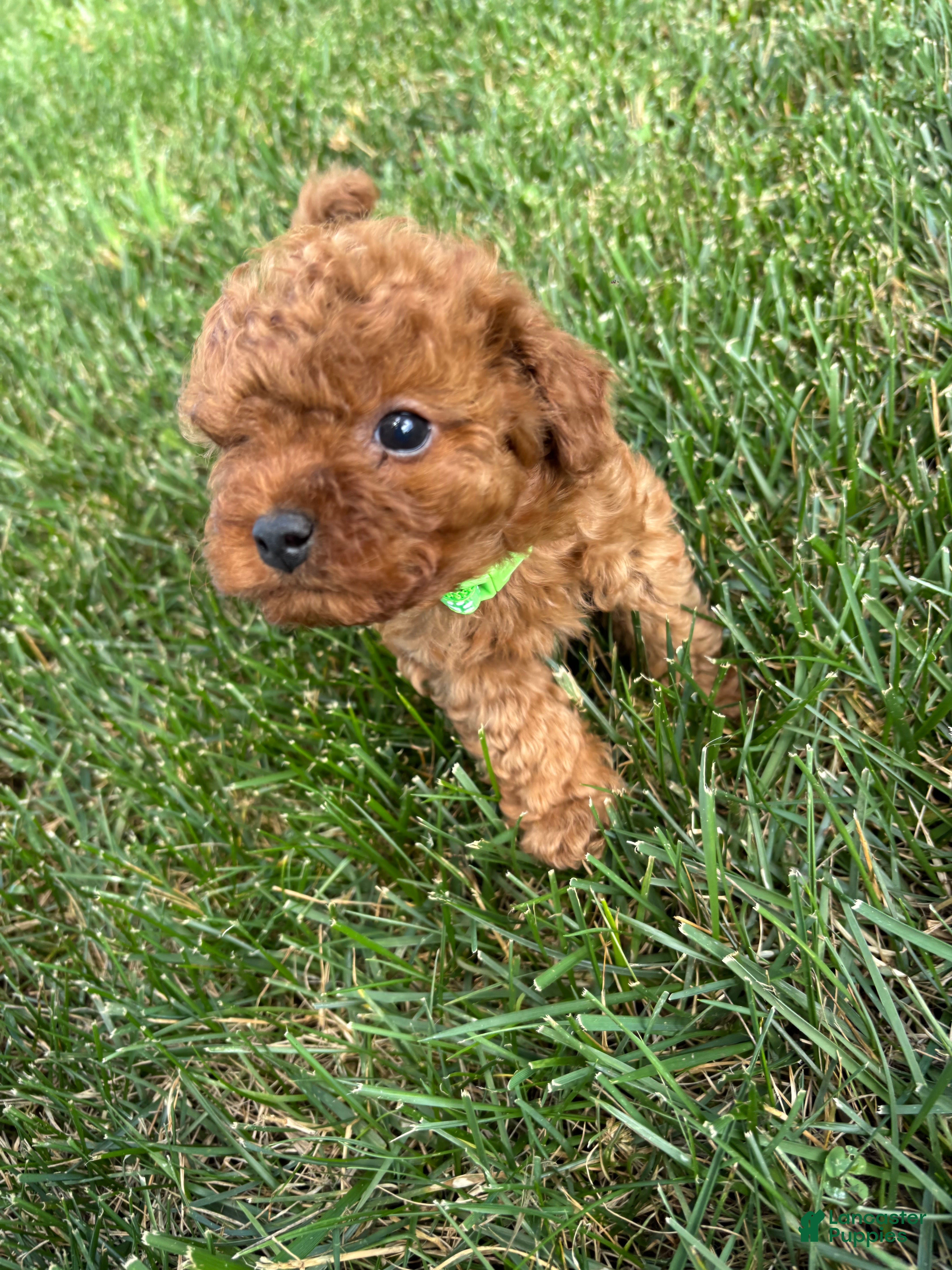 Cavapoo dogs Duke - Ad 1