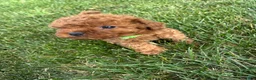 Cavapoo dogs for sale: Duke - Ad 1