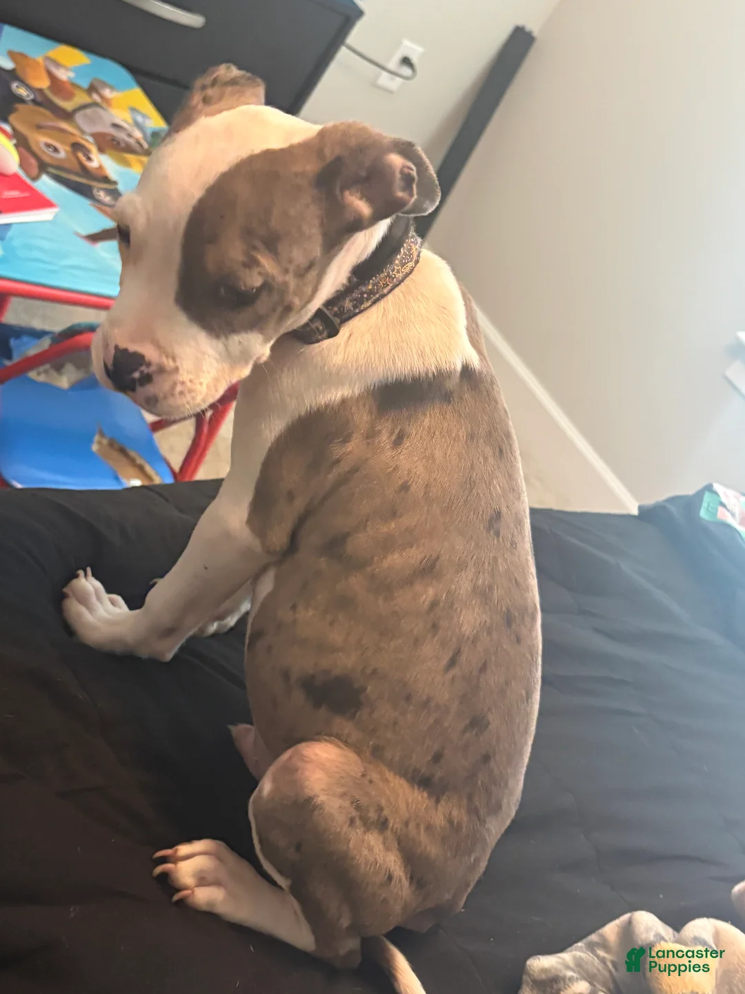 Mixed Breed dogs for sale: Mixed Breed 1 - Ad 2