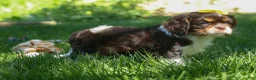 Cavalier King Charles Spaniel dogs for sale:  Arthur 🐶 - Ad 12