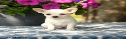 Chihuahua dogs for sale: Paddington - Ad 1