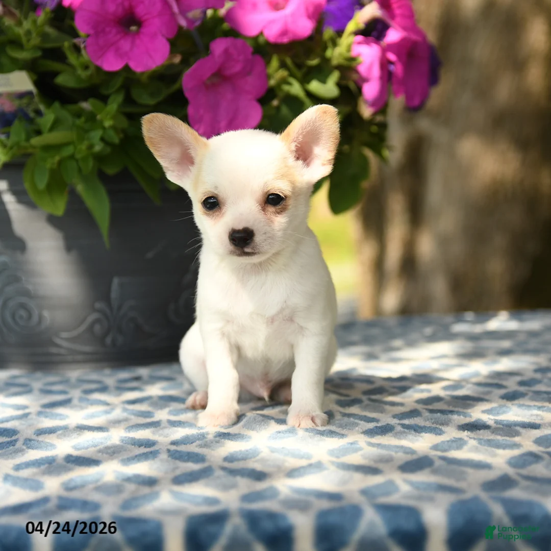 Chihuahua dogs for sale: Paddington - Ad 1