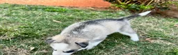 Siberian Husky dogs for sale: Gemeni - Ad 4