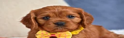 Cavapoo dogs for sale: Fiona - Ad 3